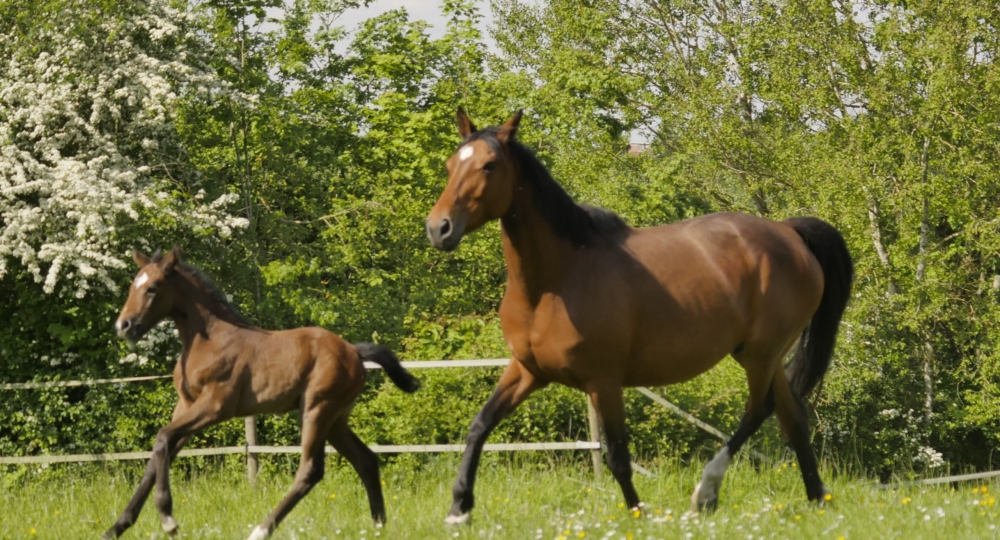 Bien-être du cheval