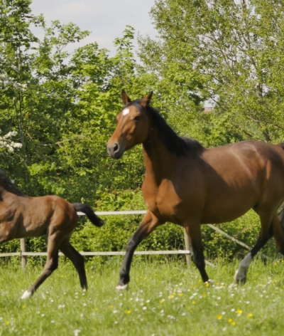 Bien-être du cheval