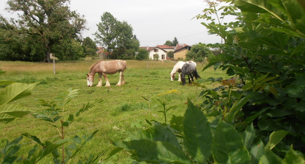 A pas de cheval spécialiste de l'équithérapie dans l'Ain obtient le label EquuRES