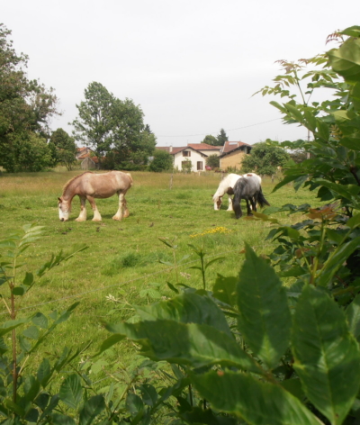 A pas de cheval spécialiste de l'équithérapie dans l'Ain obtient le label EquuRES