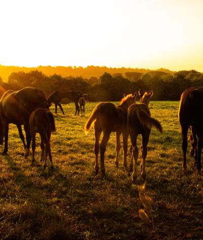 Le Haras du Breuil, situé dans le Calvados, atteint le niveau progression