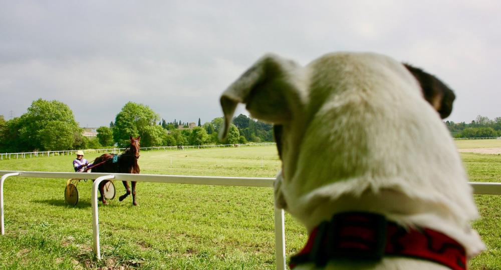 L'hippodrome de Carcassonne, situé dans l'Aude, se labellise EquuRES