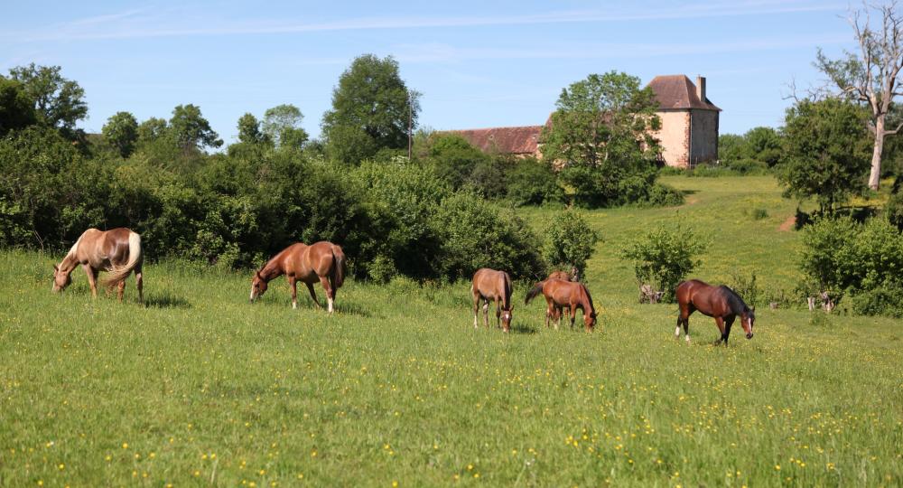 Les Chevaux de Gaïa, implantée à Chaillac, est labellisée EquuRES à l’échelon engagement !