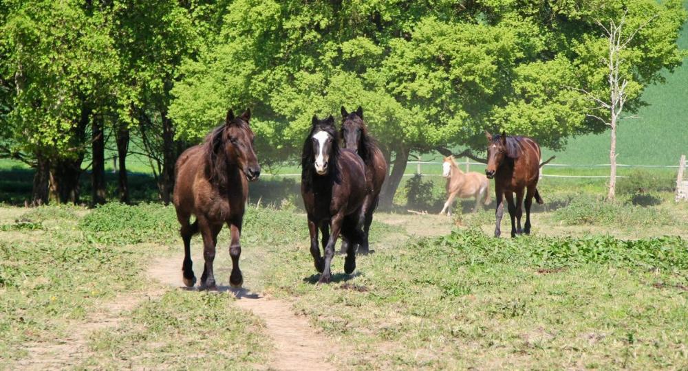 La Pension du Lys,  située en Charente-Maritime, passe à l'échelon Progression !
