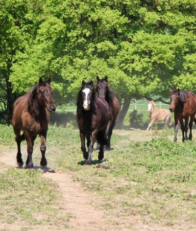 La Pension du Lys,  située en Charente-Maritime, passe à l'échelon Progression !