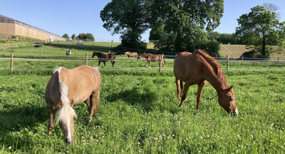 L'Ecurie du Logis, dans la Manche, obtient la labellisation EquuRES