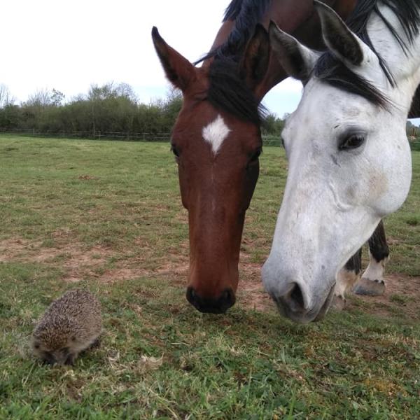 chevaux nez à nez avec un hérisson