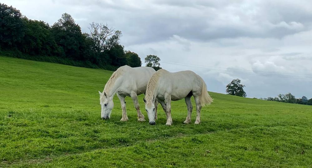 La ferme Chevalait, dans l'Orne, renouvelle sa labellisation EquuRES