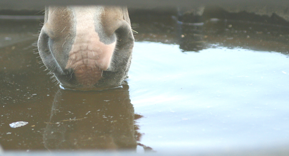 Eau, abreuvement et captage, quelles règlementations ?