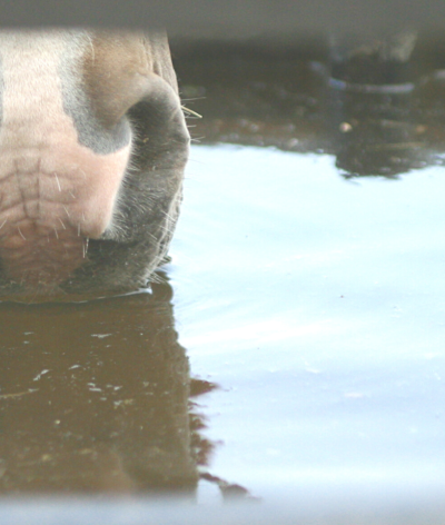 Eau, abreuvement et captage, quelles règlementations ?