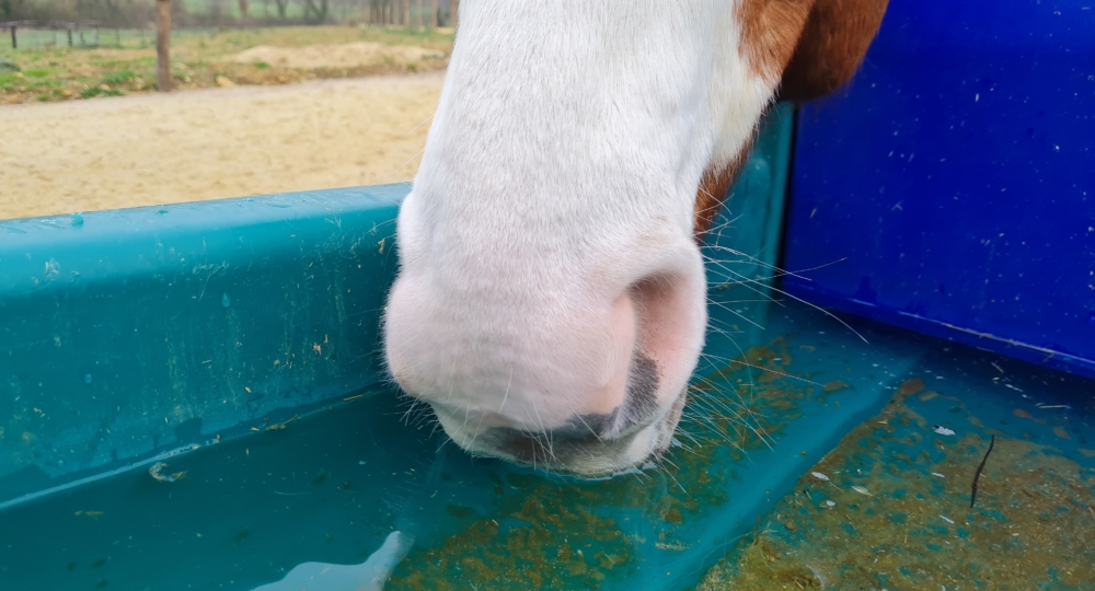 Qualité de l'eau d'abreuvement des chevaux