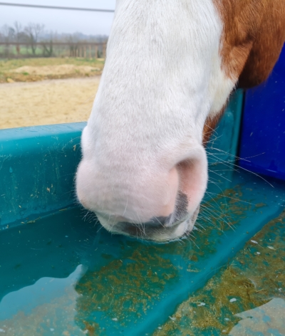 Qualité de l'eau d'abreuvement des chevaux