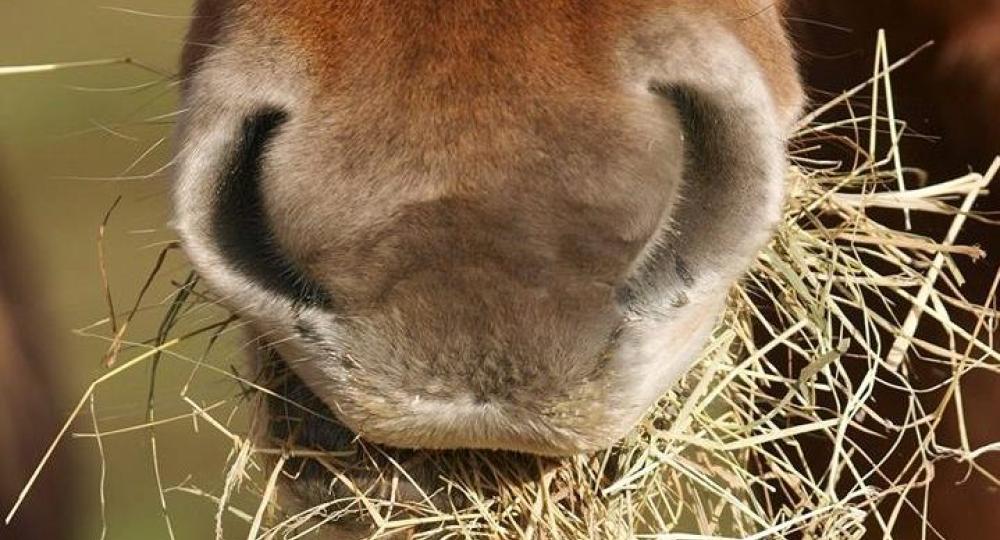 Alimentation du cheval