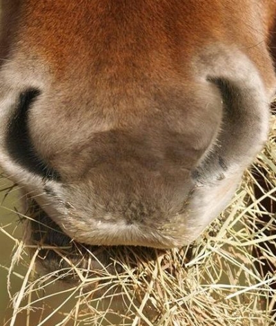 Alimentation du cheval