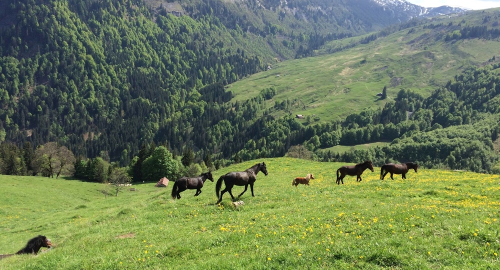 Les Crins du Leman, nouveau labellisé EquuRES en Haute Savoie