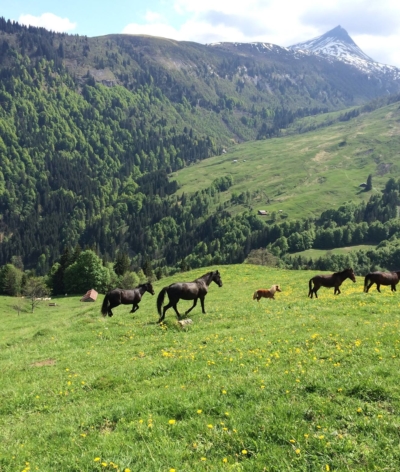 Les Crins du Leman, nouveau labellisé EquuRES en Haute Savoie