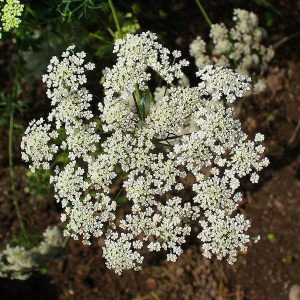 Inflorescence d'Ammi élevé