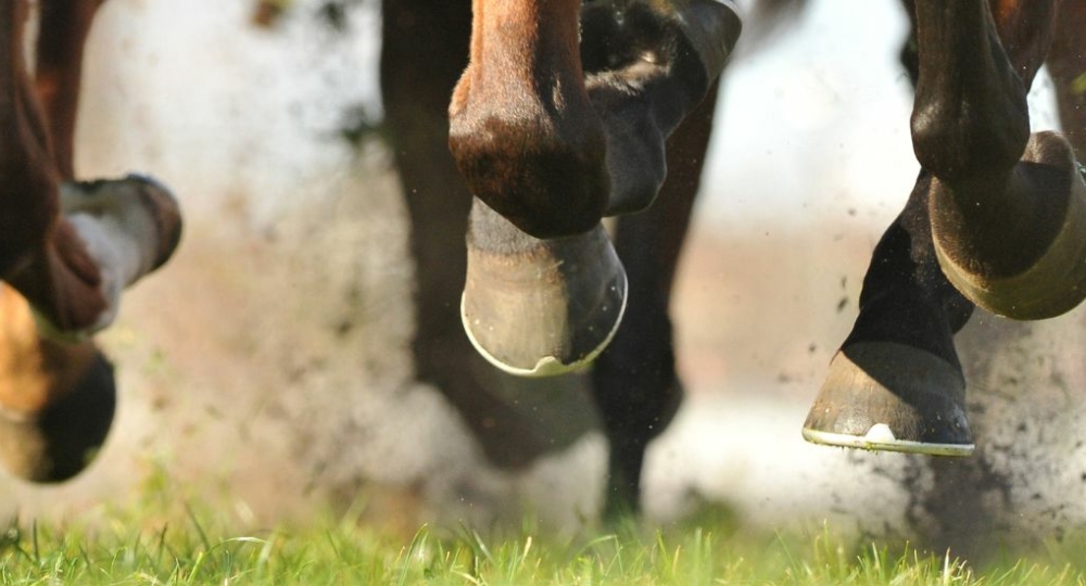 Webinaire Formation Hippodromes