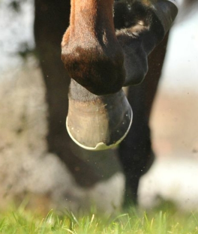 Webinaire Formation Hippodromes