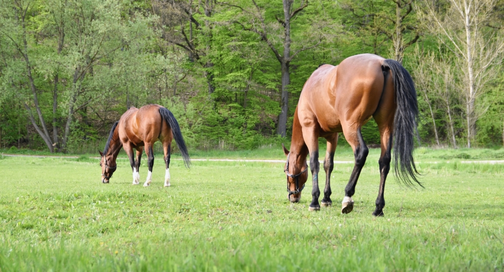 La fourbure : deuxième cause de mortalité chez le cheval