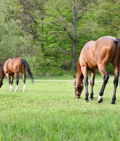 La fourbure : deuxième cause de mortalité chez le cheval