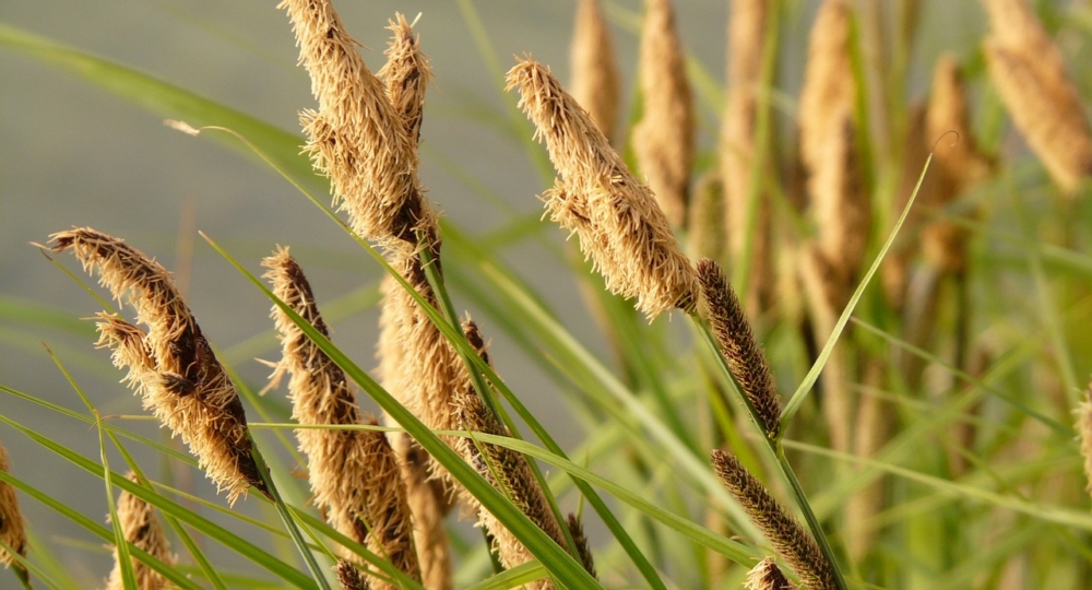 Qu’est-ce que la phytoépuration et à quoi ça sert ?