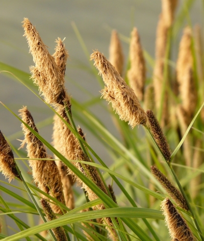 Qu’est-ce que la phytoépuration et à quoi ça sert ?