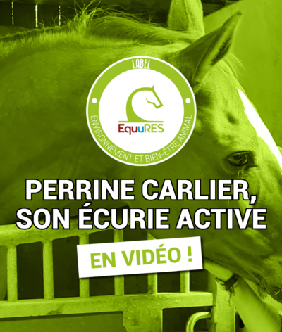 Se lancer dans une écurie active avec des chevaux de dressage - l'exemple de Perrine Carlier