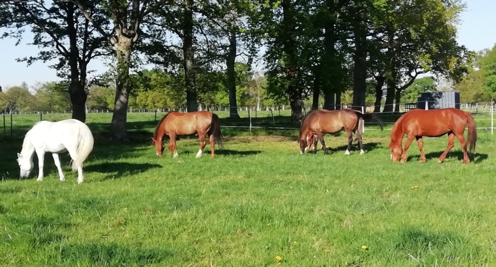 Le Centre équestre de Bretteville sur Odon, dans le Calvados, labellisé EquuRES