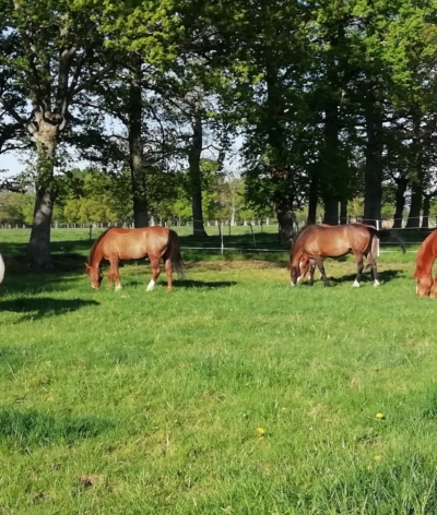 Le Centre équestre de Bretteville sur Odon, dans le Calvados, labellisé EquuRES