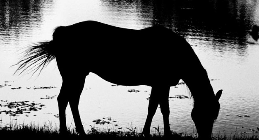 Réduire sa consommation d’eau dans une structure équine