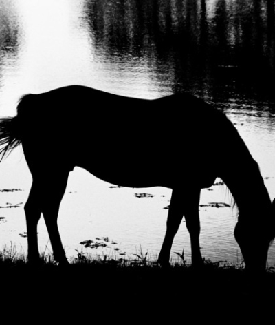 Réduire sa consommation d’eau dans une structure équine