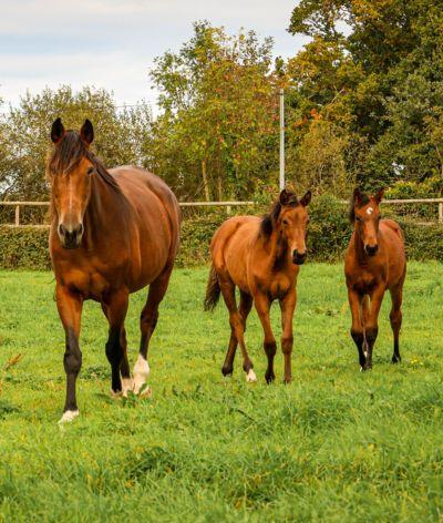 Pourquoi choisir un cheval venant d'un élevage labellisé EquuRES ?