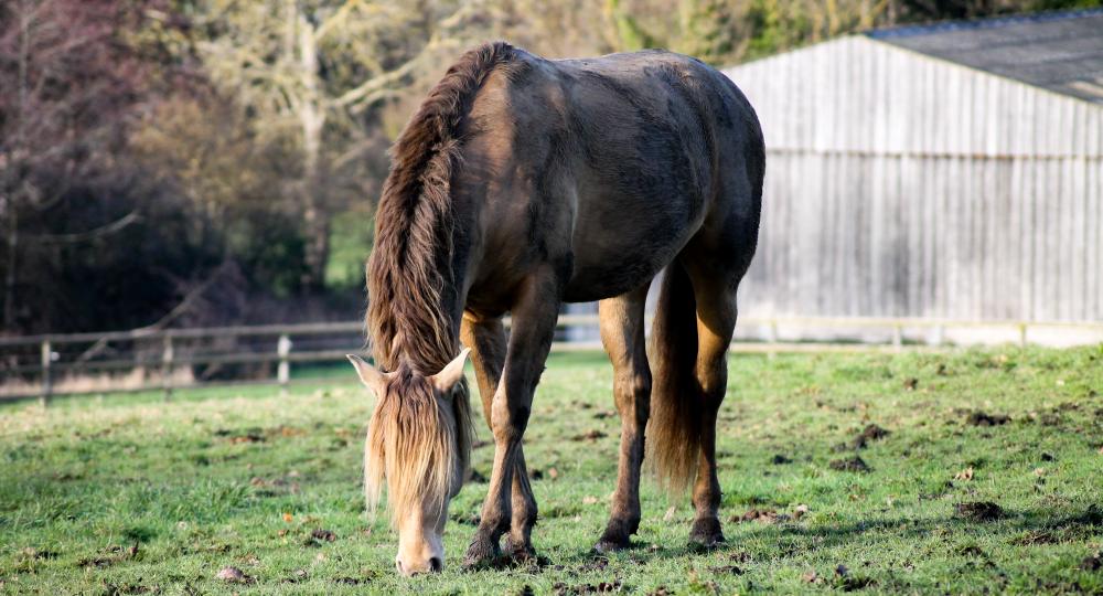 Comment estimer le poids de mon cheval ?