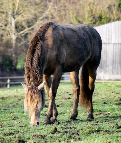 Comment estimer le poids de mon cheval ?