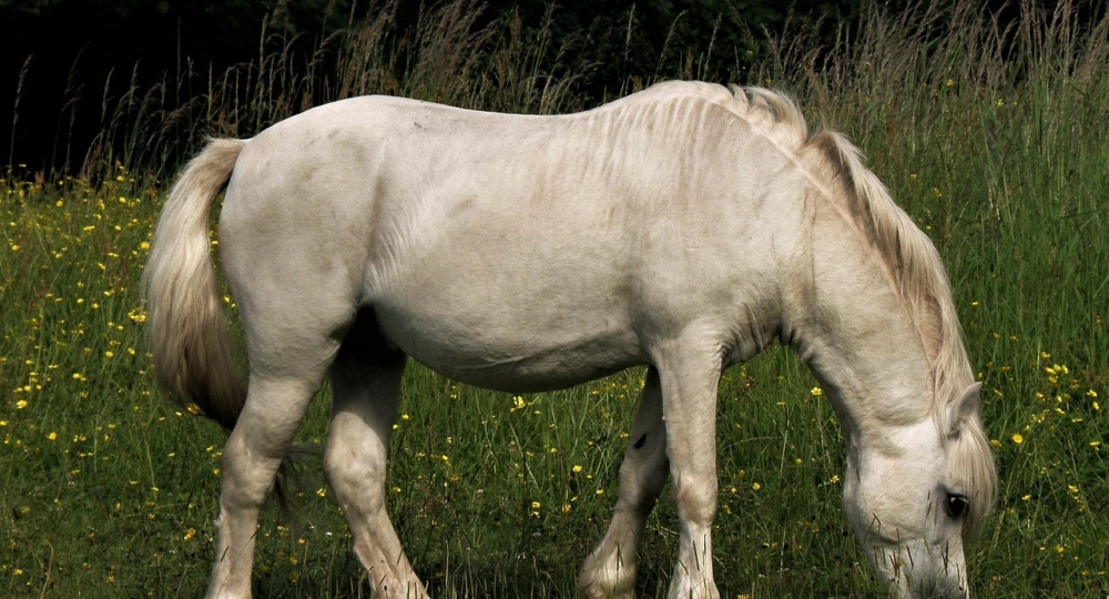 Comment estimer le poids de mon cheval ?