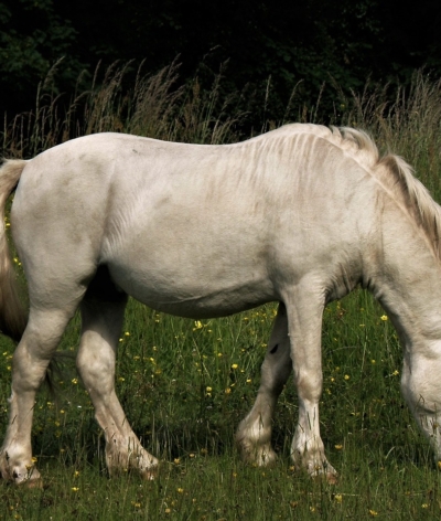 Comment estimer le poids de mon cheval ?