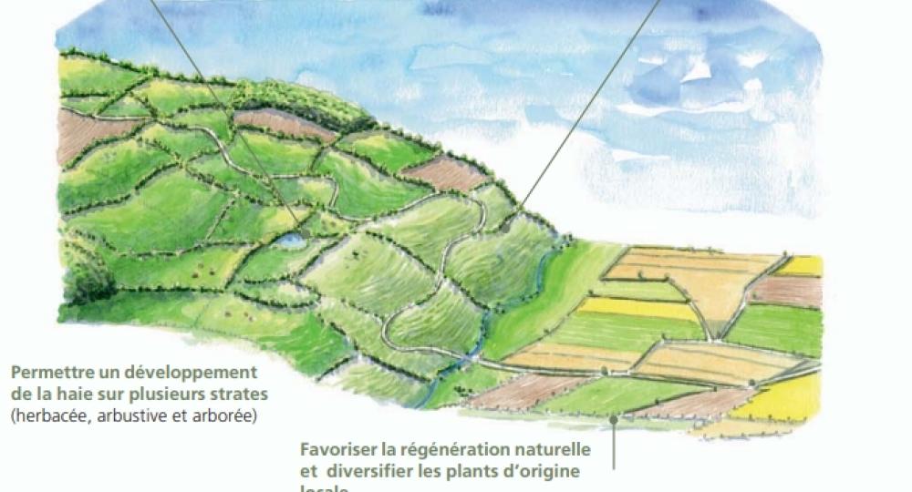 La phytoépuration : une solution d’épuration individuelle naturelle