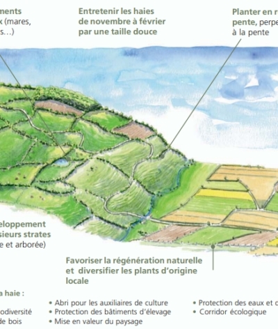 La phytoépuration : une solution d’épuration individuelle naturelle