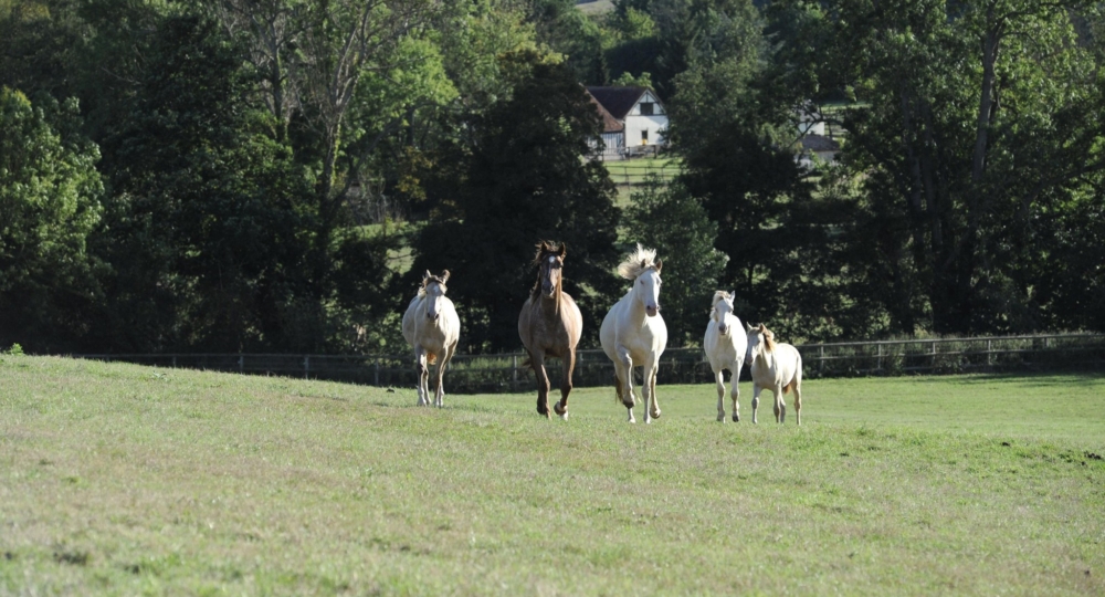 L'élevage du Haras des Sylves, dans le Calvados, labellisé EquuRES à l'échelon progression