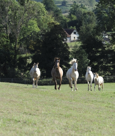 L'élevage du Haras des Sylves, dans le Calvados, labellisé EquuRES à l'échelon progression