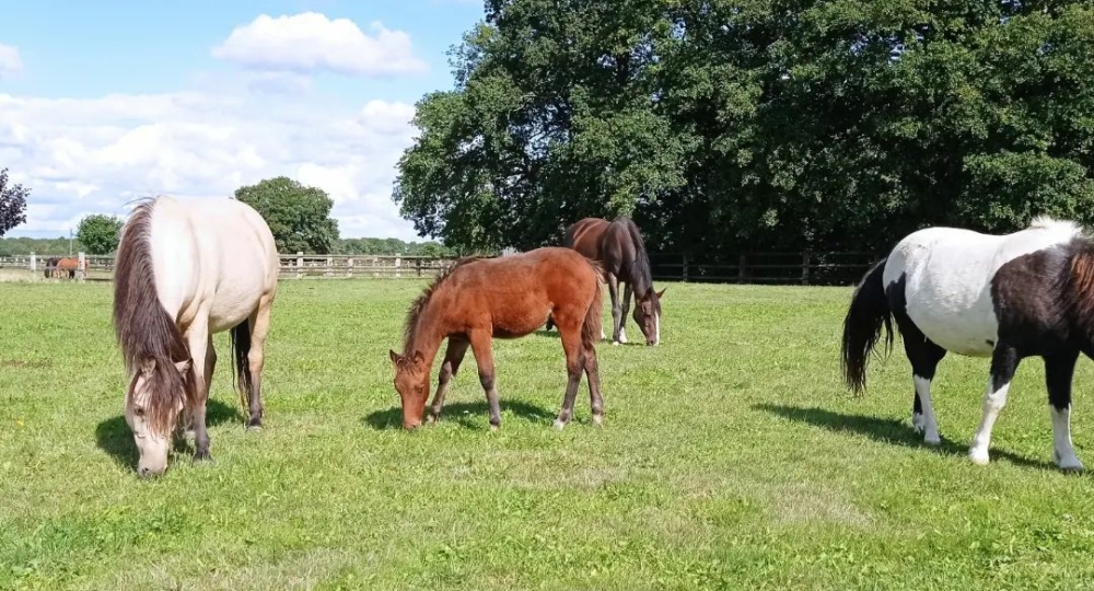 Le Centre Equestre de Verneuil sur Avre, dans l'Eure, renouvelle sa labellisation EquuRES