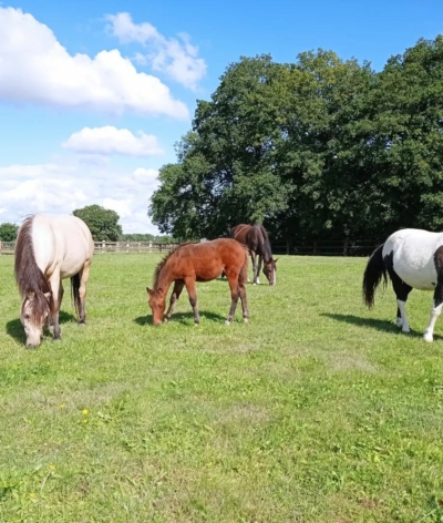 Le Centre Equestre de Verneuil sur Avre, dans l'Eure, renouvelle sa labellisation EquuRES