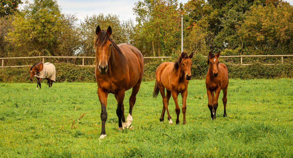 Pourquoi choisir un cheval venant d'un élevage labellisé EquuRES ?