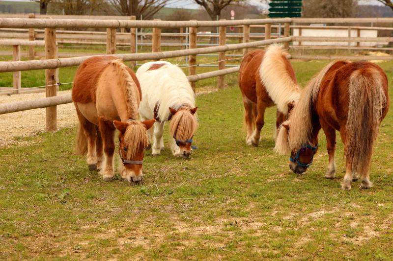 Quatre poneys shetlands broutant dans un paddock dans un centre équestre labellisé EquuRES