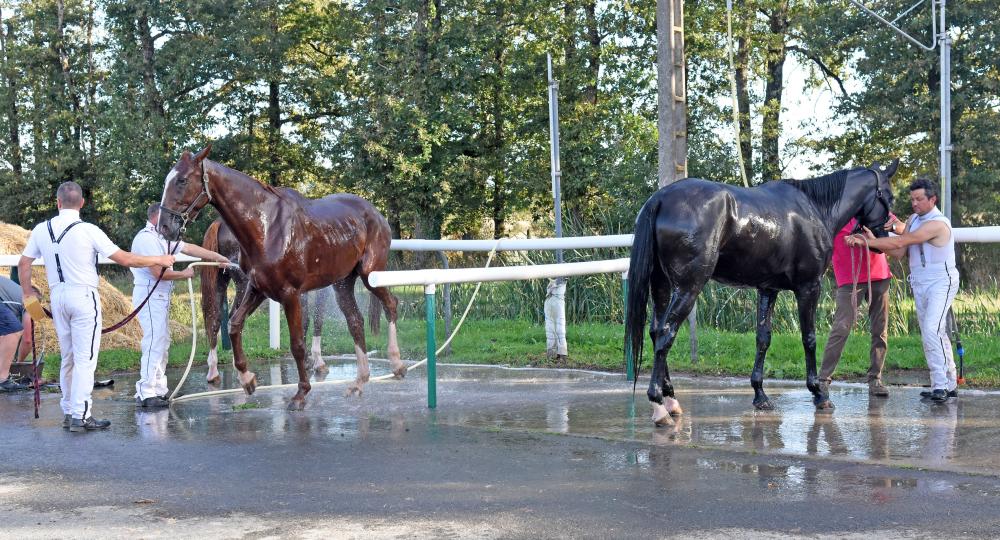 L'Hippodrome de Cholet, dans le Maine-et-Loire, labellisé EquuRES !