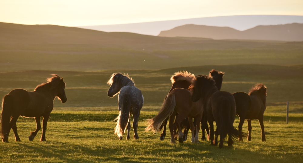 Comment bien gérer les groupes de chevaux ?