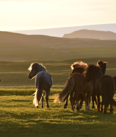 Comment bien gérer les groupes de chevaux ?