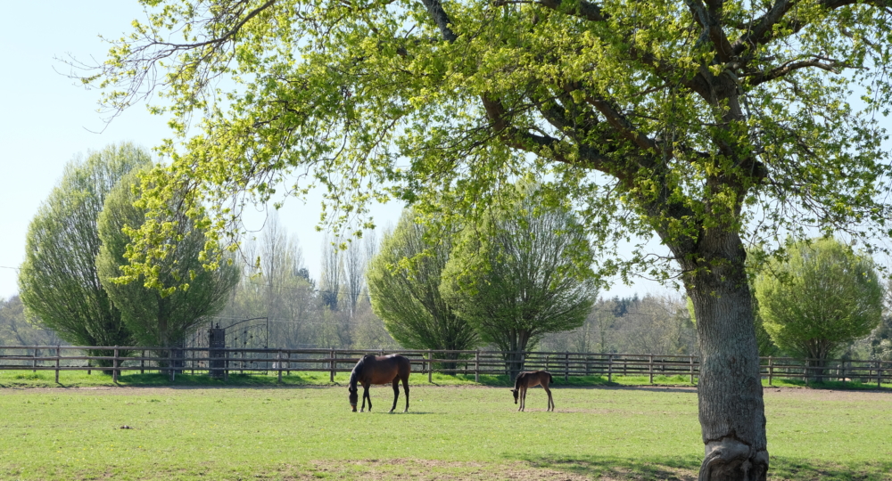 La mise à l’herbe de printemps chez le cheval