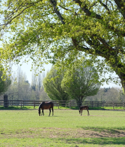 La mise à l’herbe de printemps chez le cheval